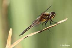 Vierflecklibelle in der Abendsonne