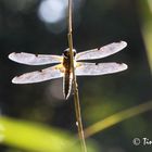 Vierflecklibelle in der Abendsonne