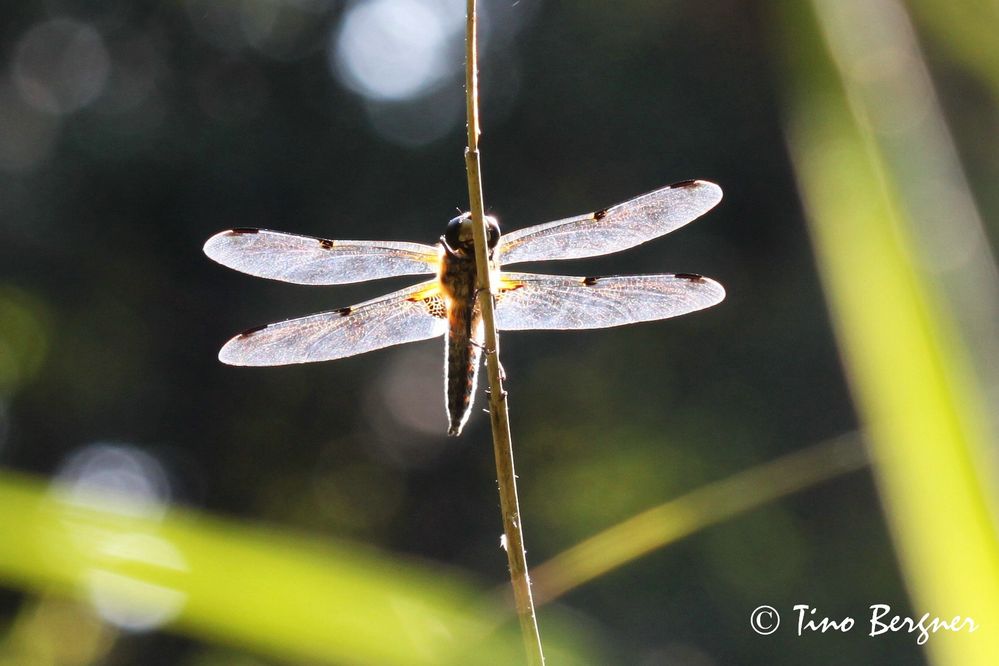 Vierflecklibelle in der Abendsonne