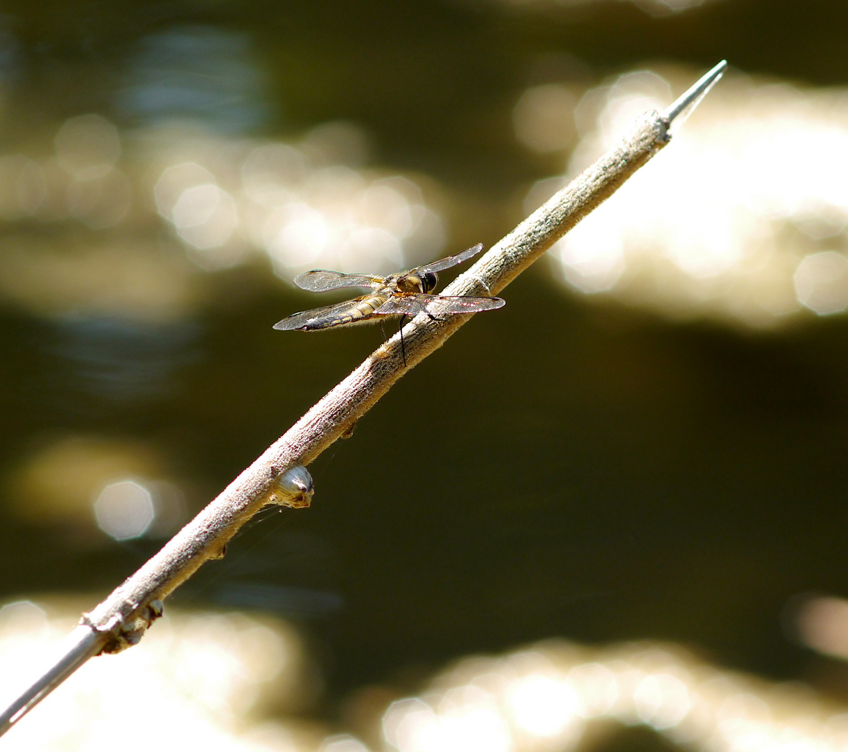 Vierflecklibelle in der Mittagshitze