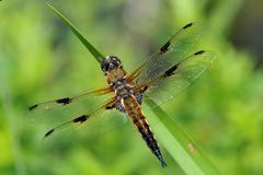 Vierflecklibelle jüngeres Männchen (Libellula quadrimaculata)