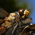  Vierflecklibelle-Kopfstudie