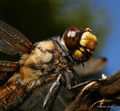  Vierflecklibelle-Kopfstudie