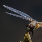 Vierflecklibelle (Libellula quadrimaculata)