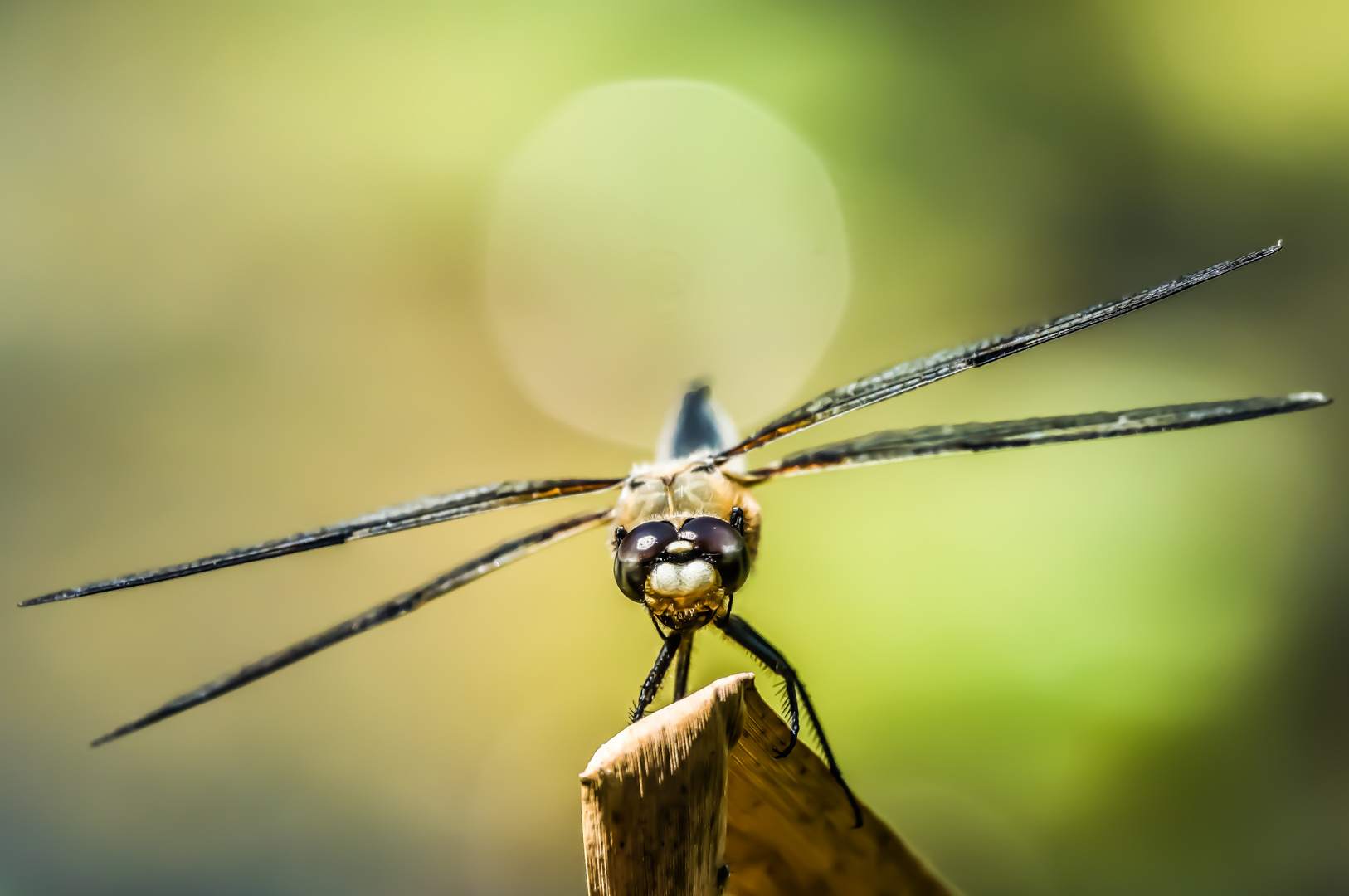 Vierflecklibelle (Libellula quadrimaculata)