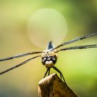 Vierflecklibelle (Libellula quadrimaculata)