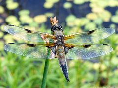 Vierflecklibelle (Libellula quadrimaculata)