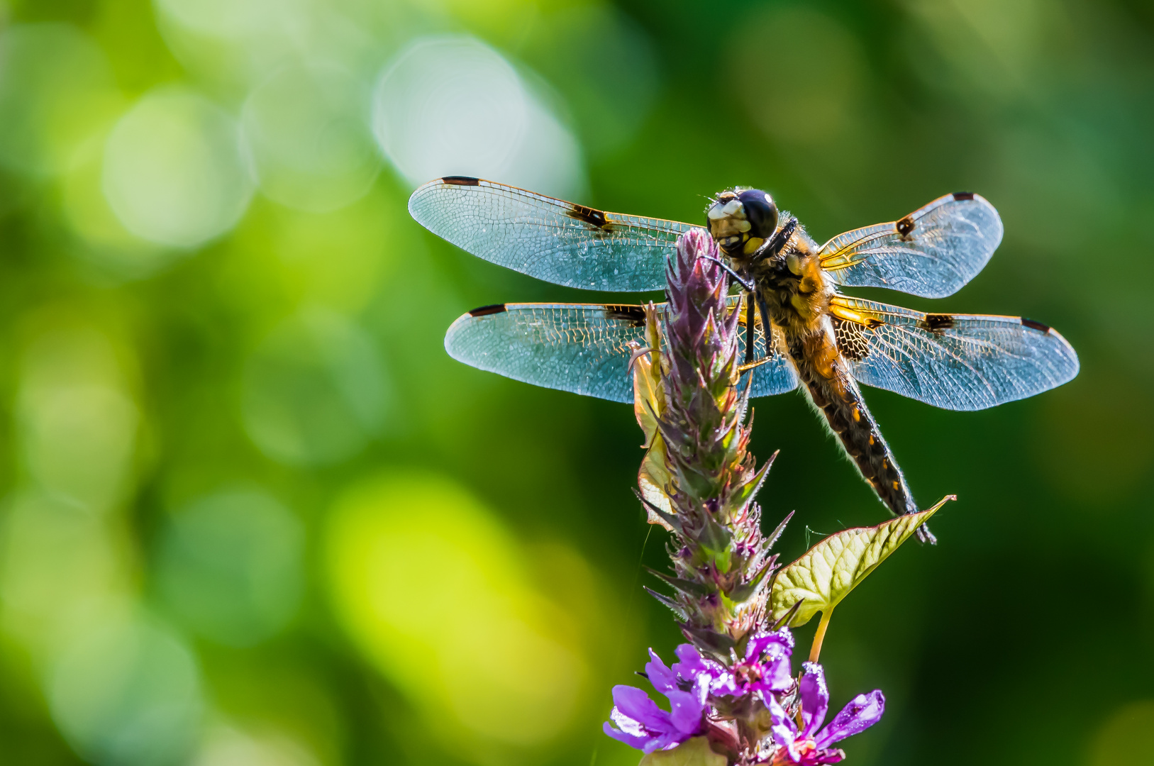 Vierflecklibelle (Libellula quadrimaculata)