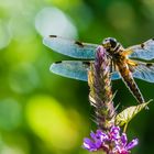 Vierflecklibelle (Libellula quadrimaculata)