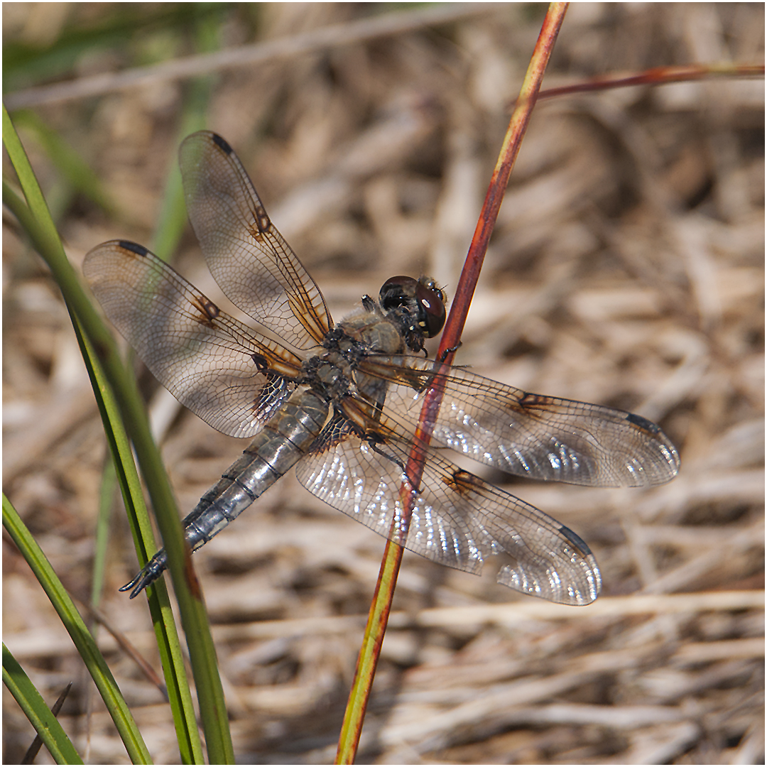 Vierflecklibelle - Libellula quadrimaculata