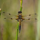 Vierflecklibelle (Libellula quadrimaculata)