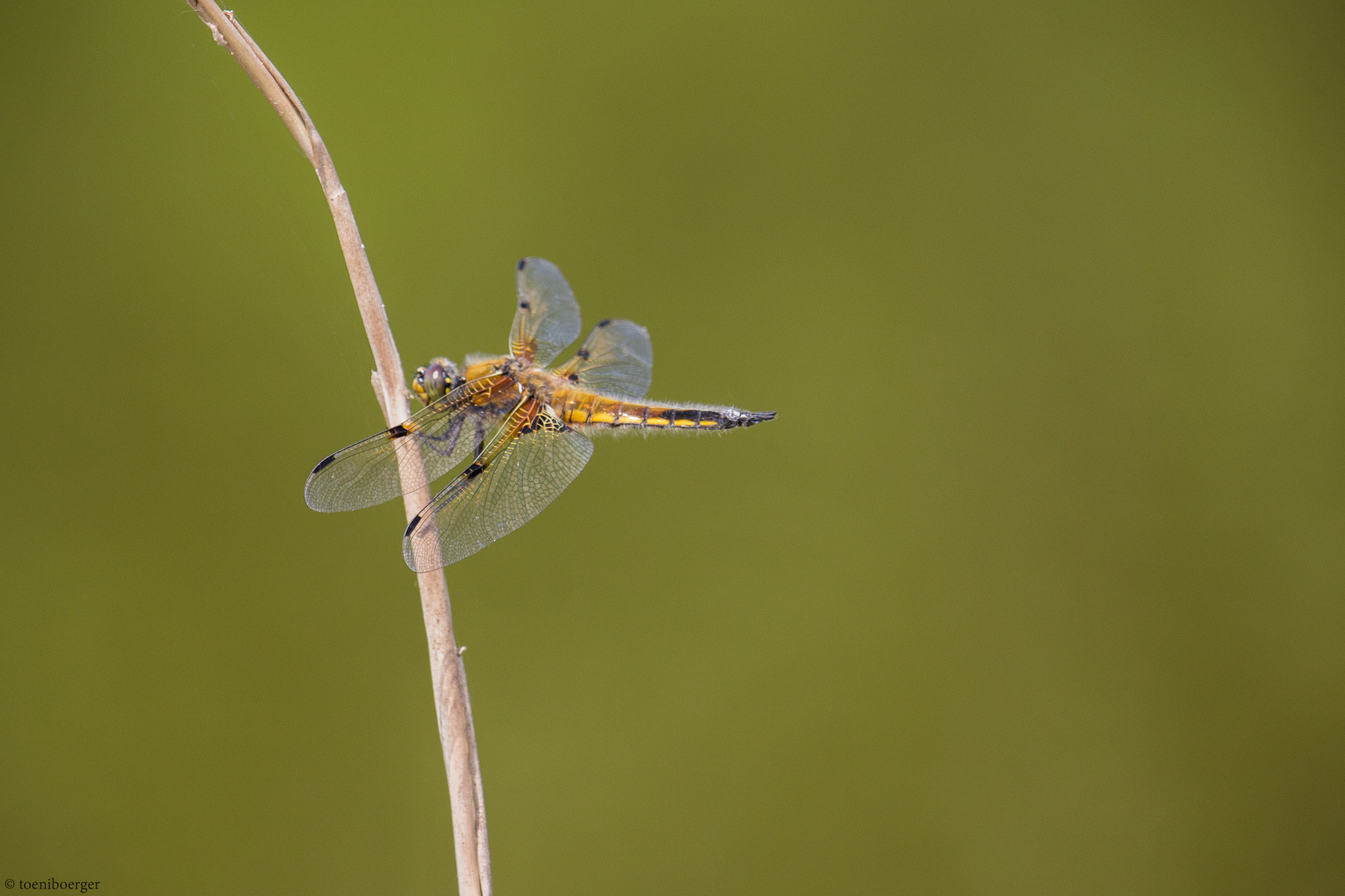 Vierflecklibelle (Libellula quadrimaculata)