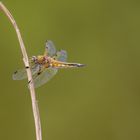 Vierflecklibelle (Libellula quadrimaculata)