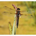 Vierflecklibelle (Libellula quadrimaculata)