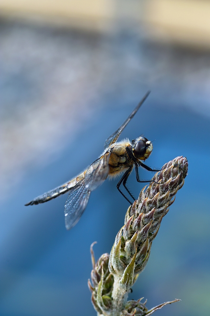 Vierflecklibelle - Libellula quadrimaculata