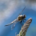 Vierflecklibelle - Libellula quadrimaculata