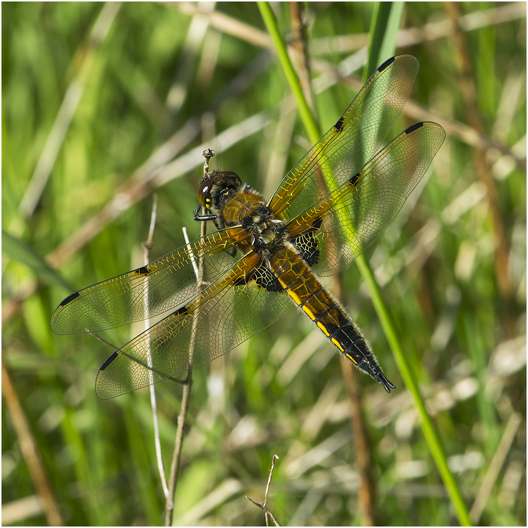 Vierflecklibelle - Libellula quadrimaculata