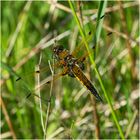 Vierflecklibelle - Libellula quadrimaculata