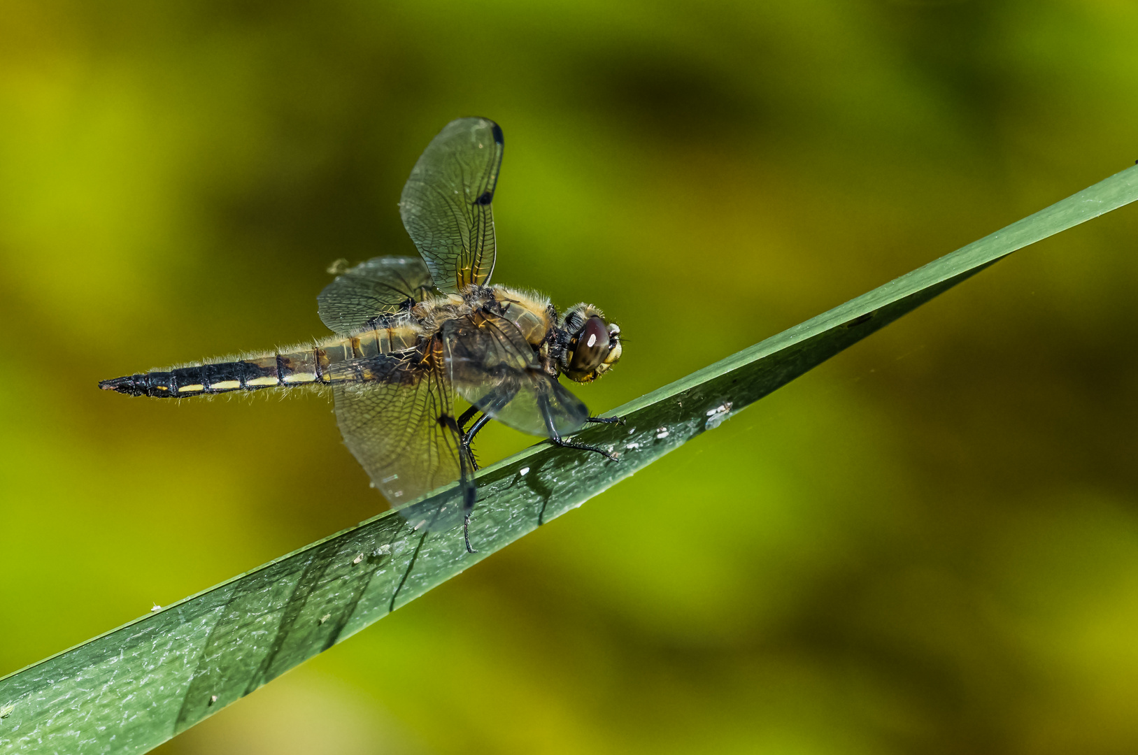 Vierflecklibelle (Libellula quadrimaculata)