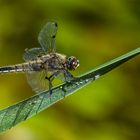 Vierflecklibelle (Libellula quadrimaculata)