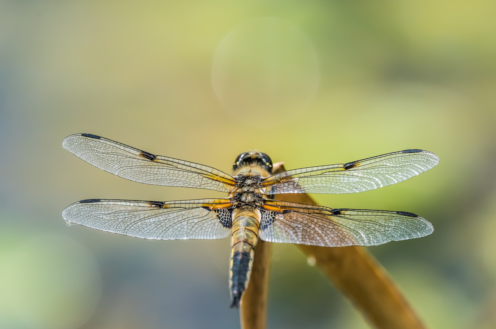 Vierflecklibelle (Libellula quadrimaculata)