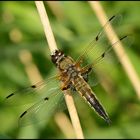 Vierflecklibelle - Libellula quadrimaculata