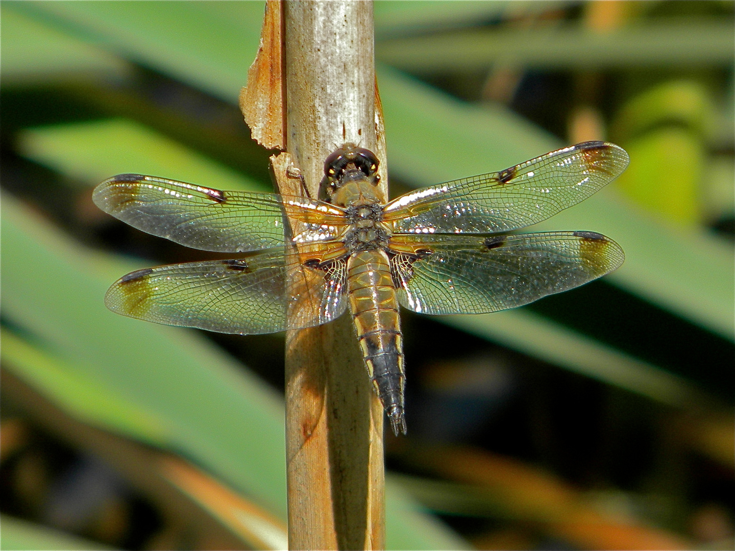 Vierflecklibelle (Libellula quadrimaculata), hier die Form "praenubila" . . . - ein Weibchen -