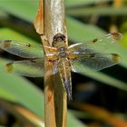 Vierflecklibelle (Libellula quadrimaculata), hier die Form "praenubila" . . . - ein Weibchen -