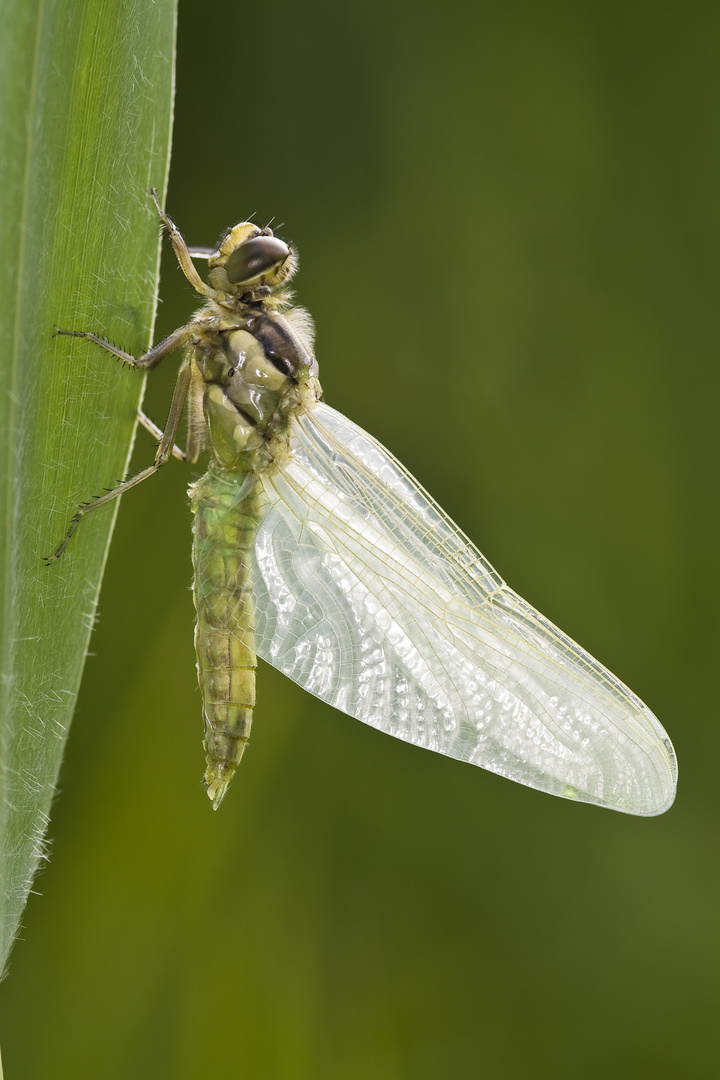 Vierflecklibelle (Libellula quadrimaculata) kurz nach dem Schlupf - Four-spotted Chaser (Libellula q