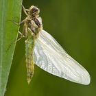 Vierflecklibelle (Libellula quadrimaculata) kurz nach dem Schlupf - Four-spotted Chaser (Libellula q