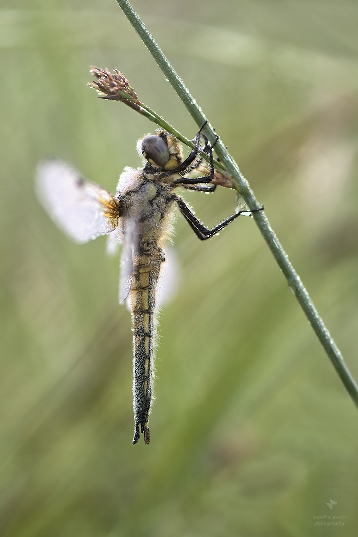  Vierflecklibelle / Libellula quadrimaculata / Männchen