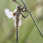  Vierflecklibelle / Libellula quadrimaculata / Männchen