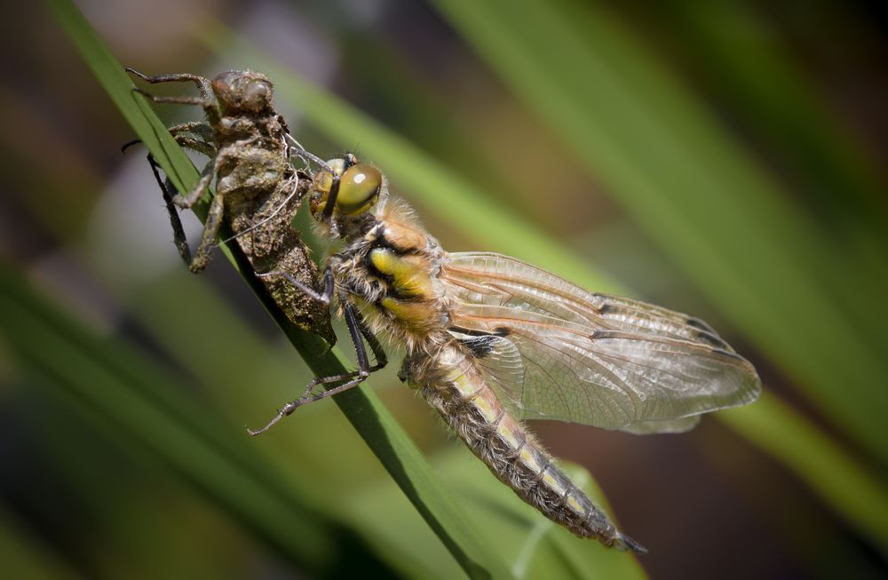 vierflecklibelle m.