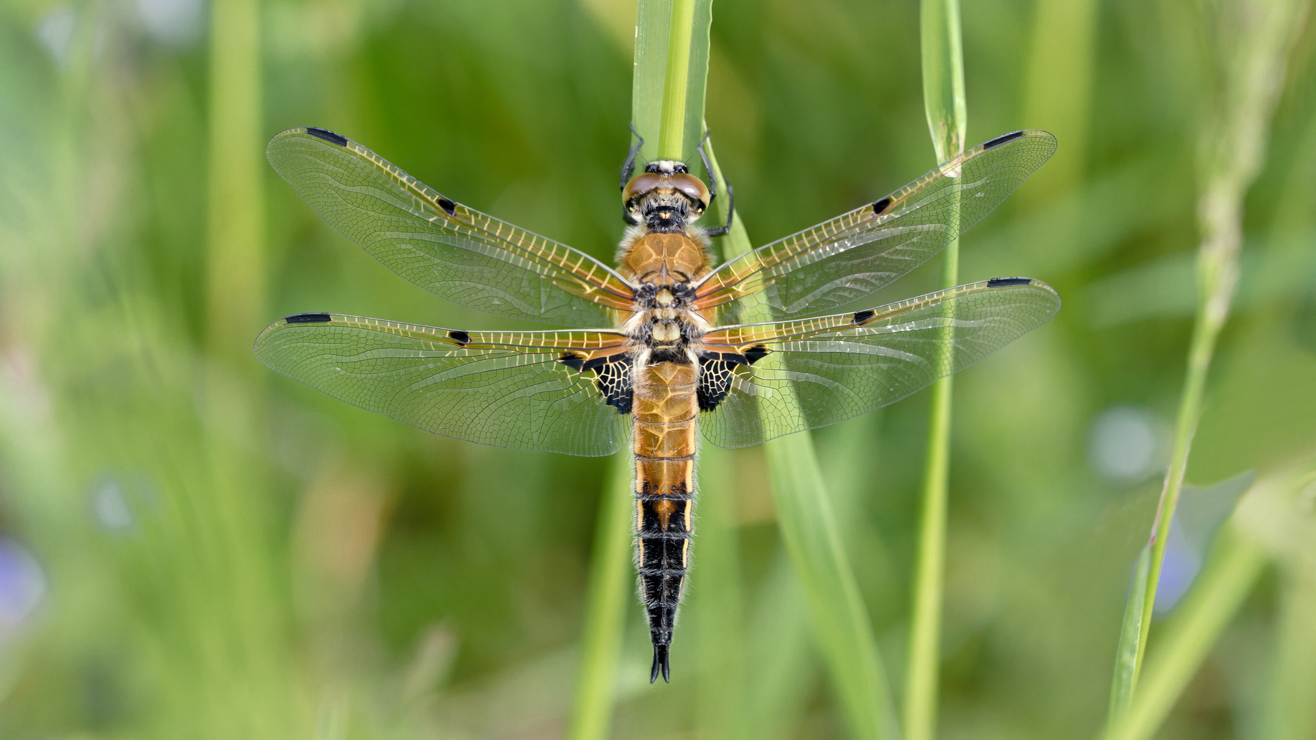 vierflecklibelle m.