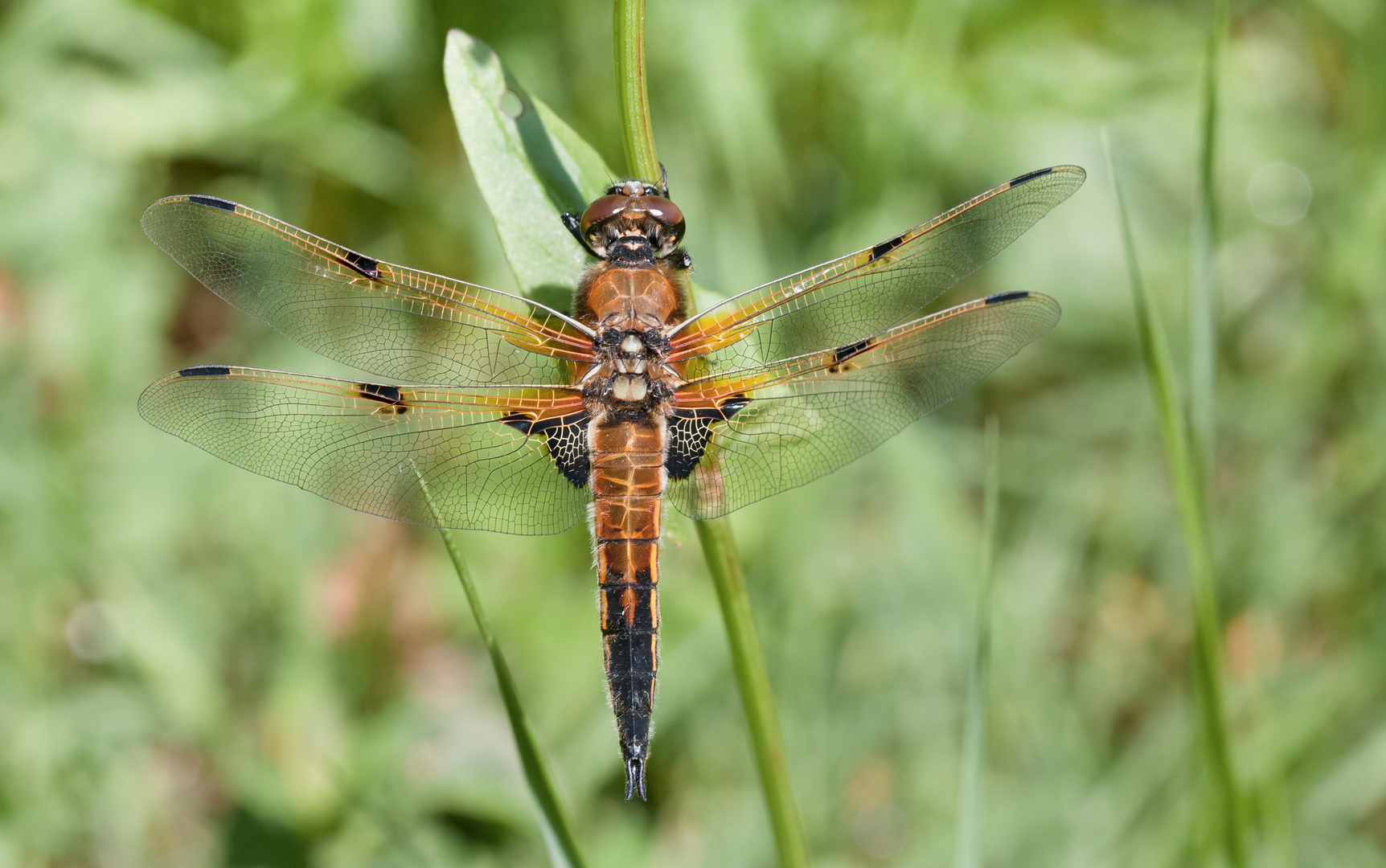 vierflecklibelle m.