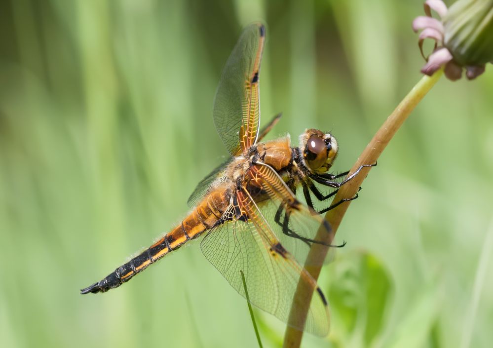 vierflecklibelle m.