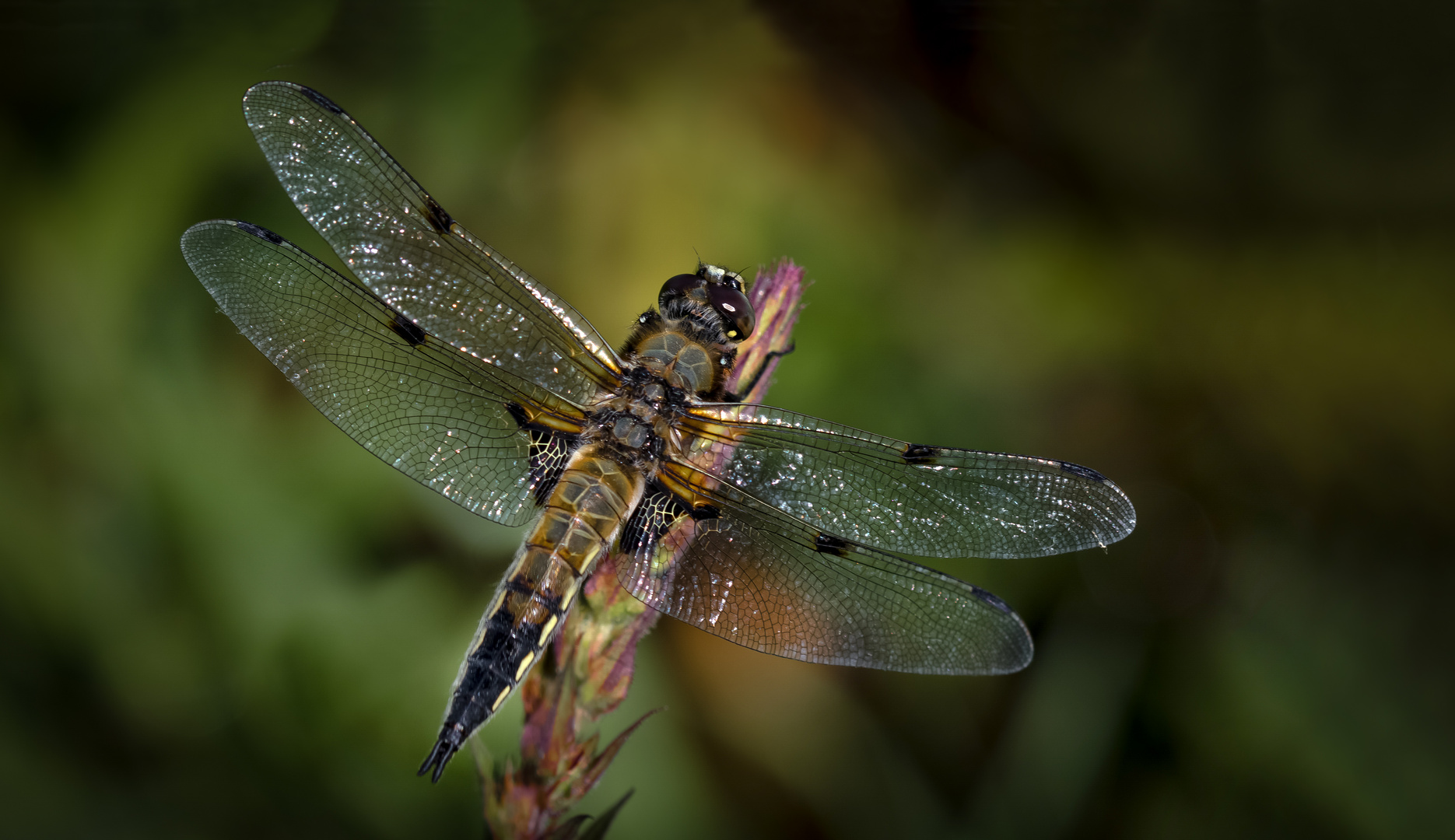 vierflecklibelle m.