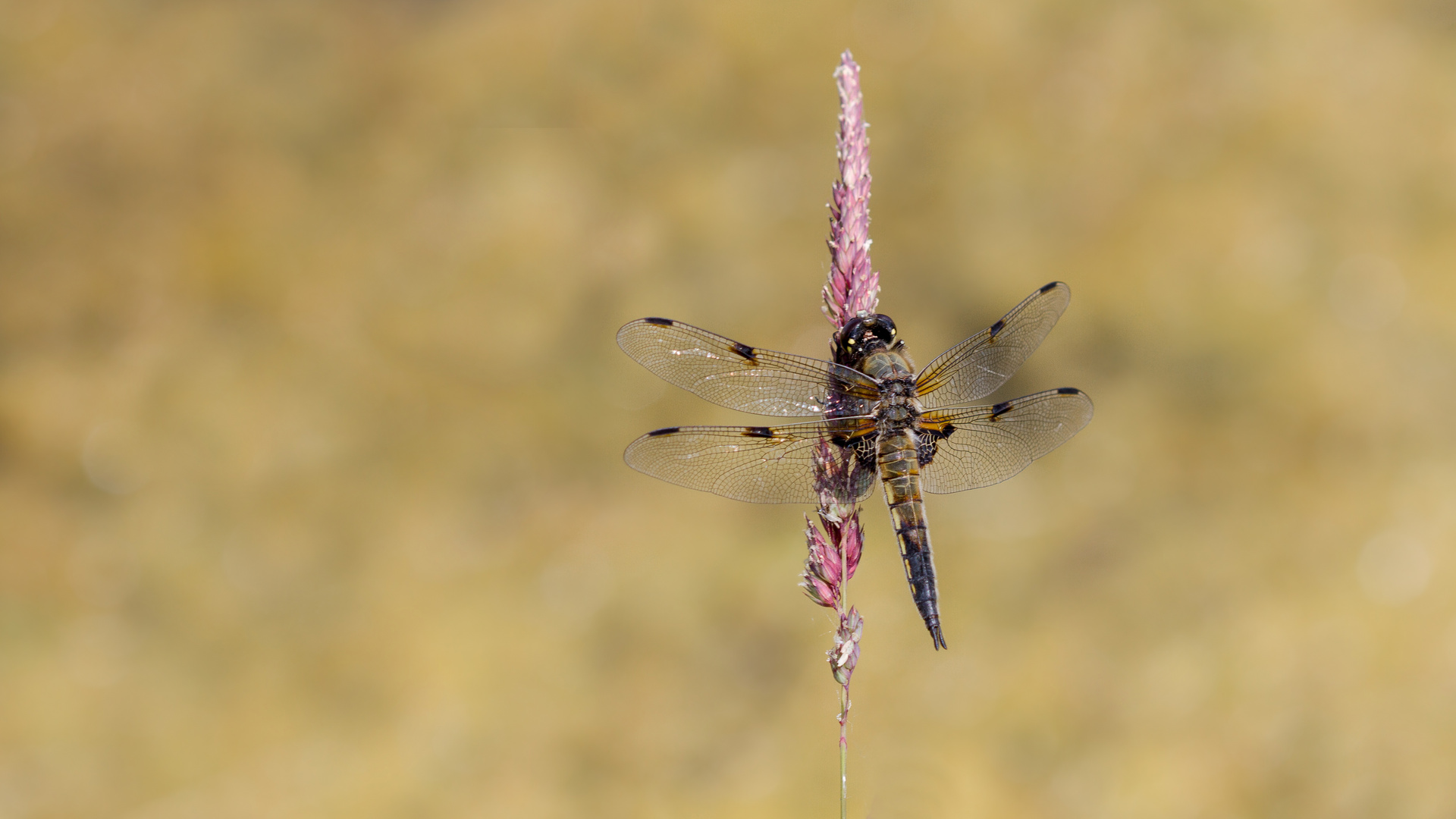 vierflecklibelle m.