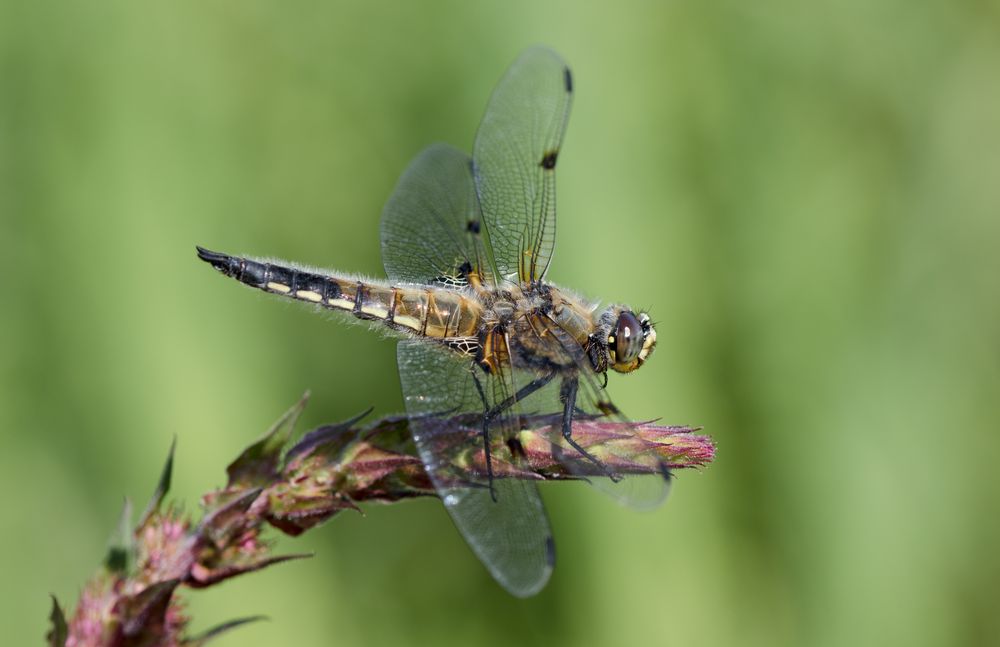 vierflecklibelle m.