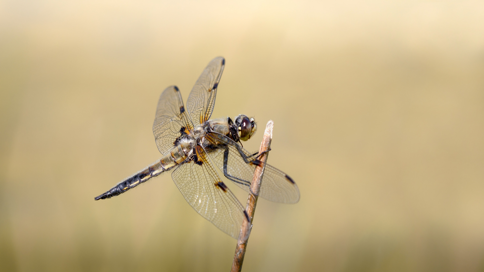 vierflecklibelle m.