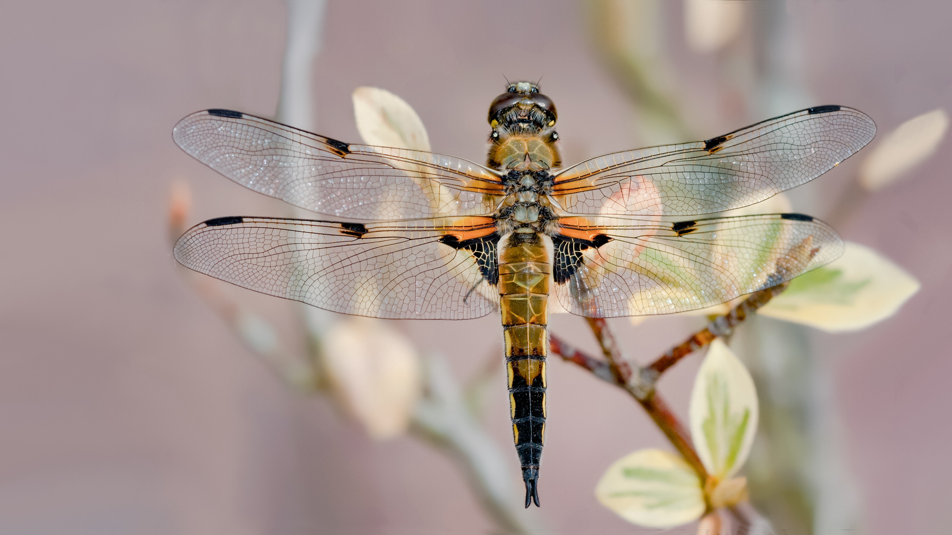 vierflecklibelle m.