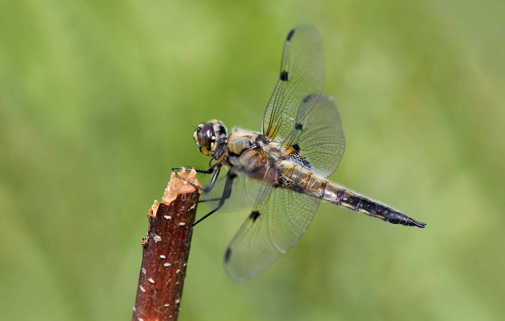 vierflecklibelle m.