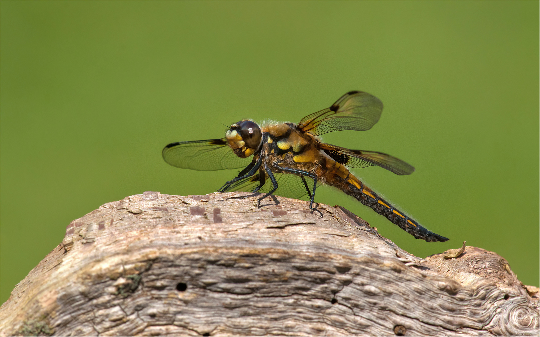 Vierflecklibelle /Männchen 