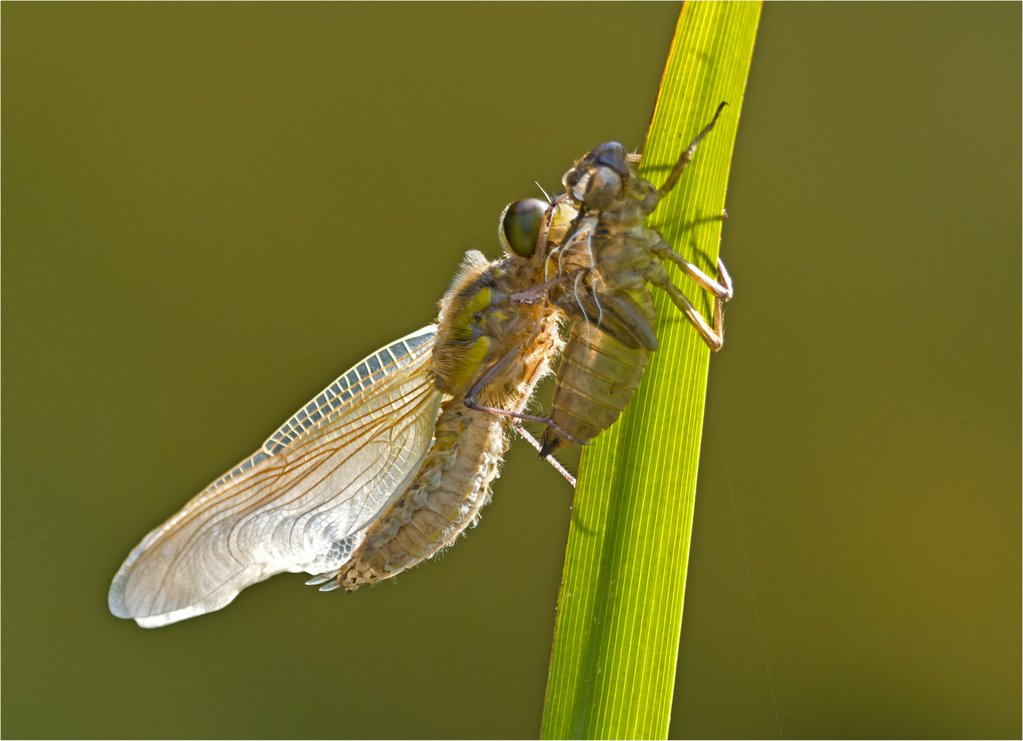 Vierflecklibelle/ Metamorphose 2