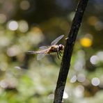 Vierflecklibelle mit Flaresflecken