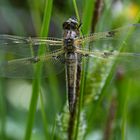 Vierflecklibelle vor dem ersten Flug