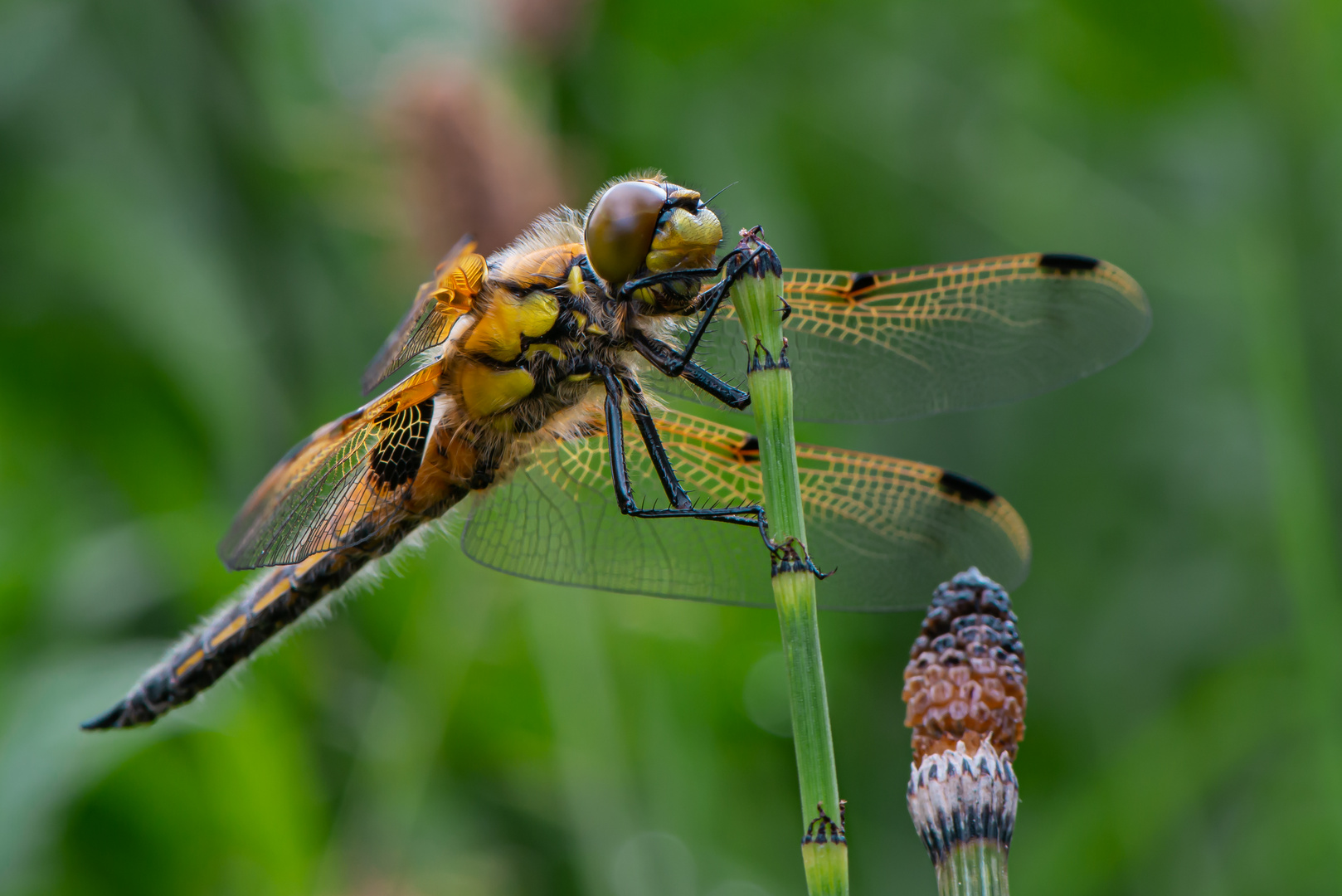 Vierflecklibelle vor dem ersten Flug