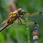 Vierflecklibelle vor dem ersten Flug