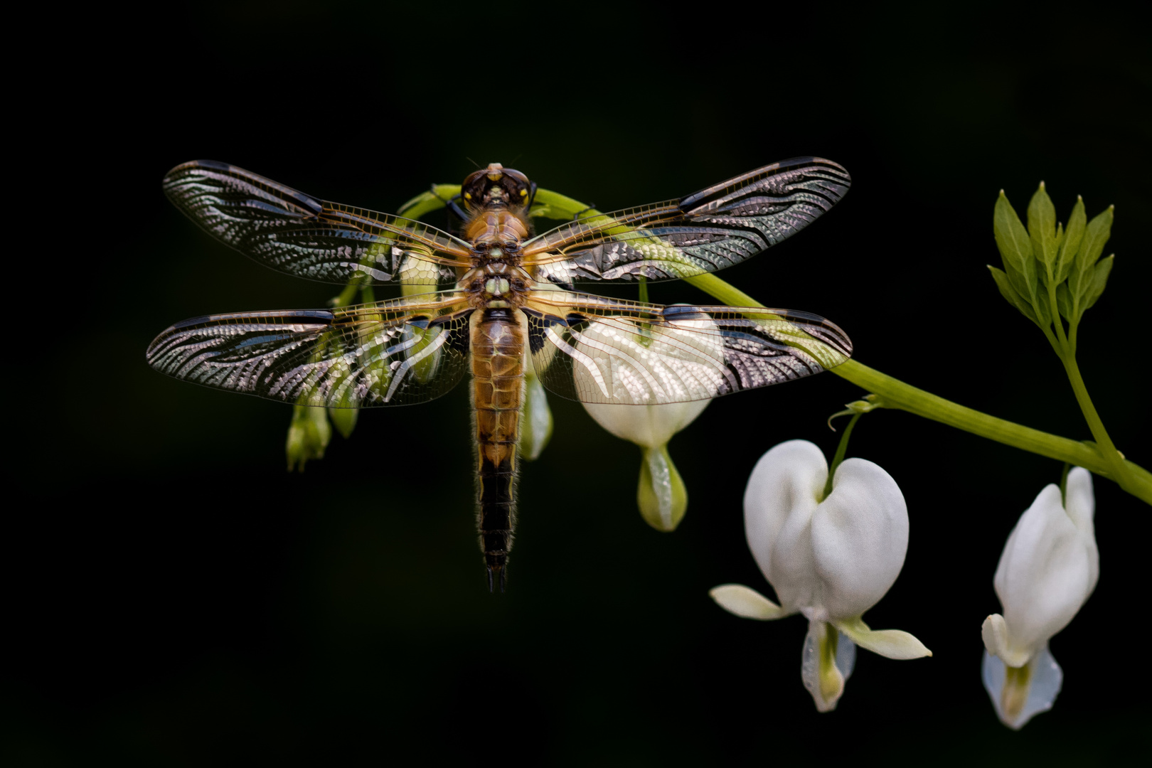 vierflecklibelle w.