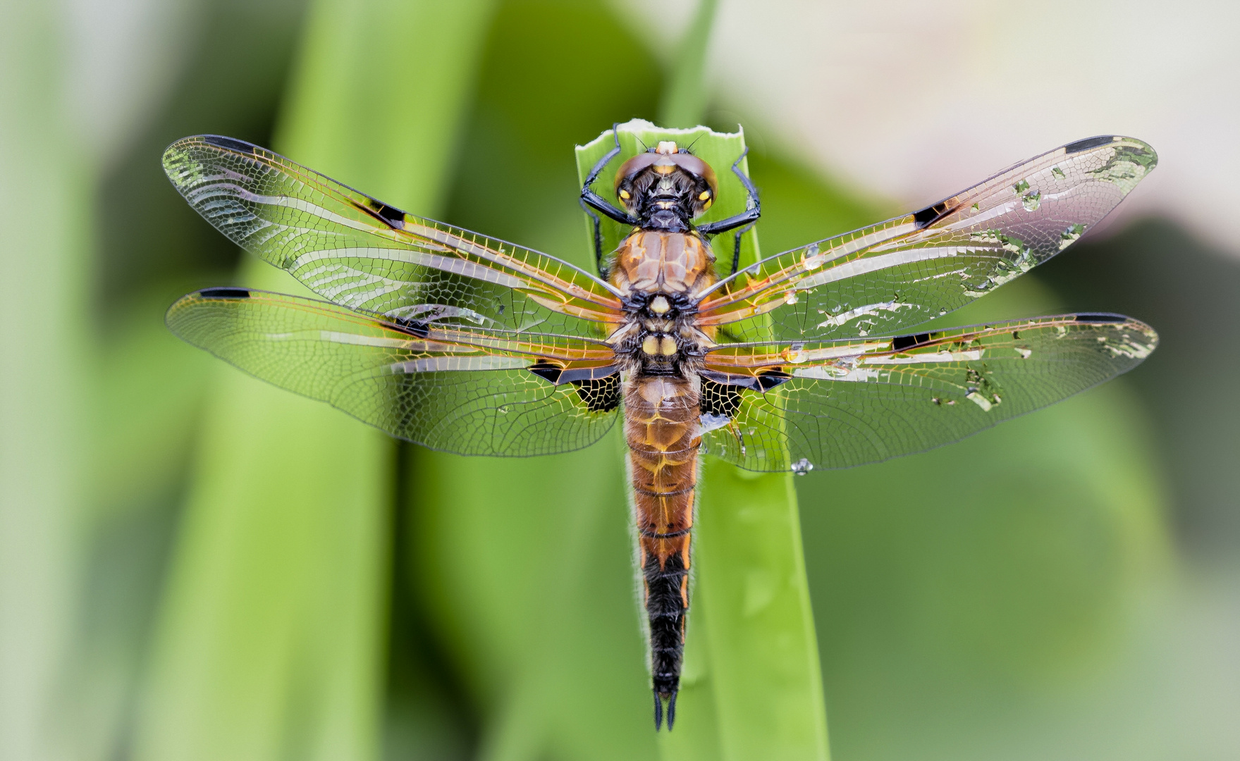 vierflecklibelle w.